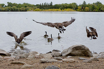 Image showing Flight