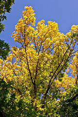 Image showing Autumn in Regina