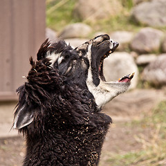 Image showing The screaming Llama