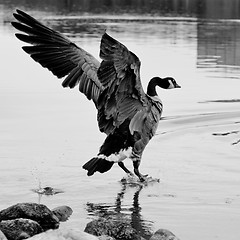 Image showing Landing on water