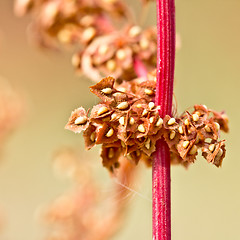 Image showing red stem with yellow seeds
