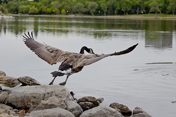 Image showing Flight