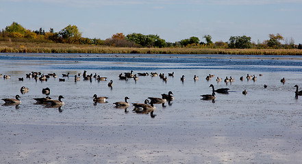 Image showing The pond