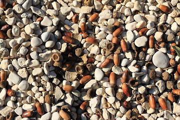 Image showing Pebbles and acorns