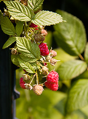 Image showing Raspberry berry growing on vine