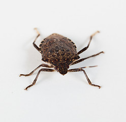 Image showing Stink bug facing the camera