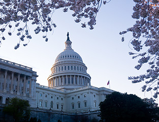 Image showing Sunrise at Capitol with cherry blossoms framing the dome