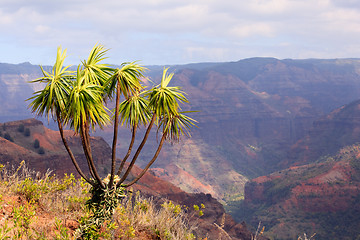 Image showing Tree overlooks Waimea Canyon