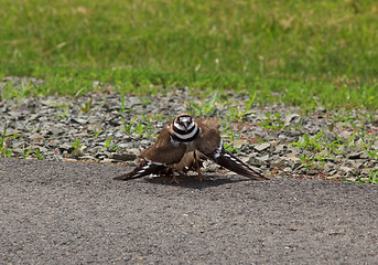 Image showing Aggressive dance by Killdeer bird