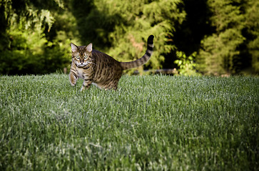 Image showing Bengal Cat in grass