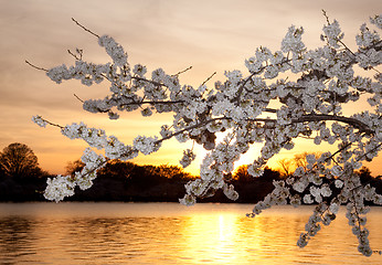 Image showing Cherry blossoms against sunset