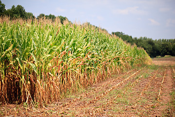 Image showing Rows of corn ready for harvest