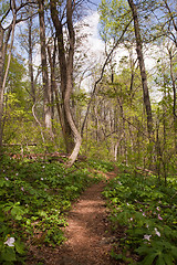 Image showing Trillium plants line the Appalachian trail