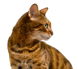 Image showing Bengal cat looking sideways in profile