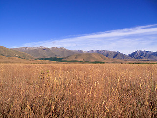 Image showing Maize fields frame New Zealand mountains