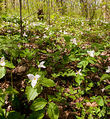 Image showing White trilliums in forest