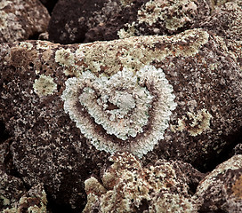 Image showing Heart shaped lichen on rock