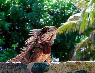 Image showing Close up of Lizard