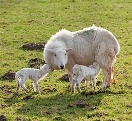 Image showing New born lamb twins with mother