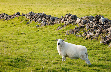 Image showing Welsh lamb in verdant meadow