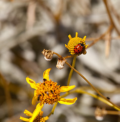 Image showing Ladybird and bugs on yellow flower