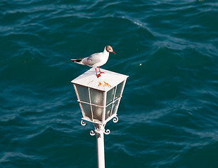 Image showing Seagull on lamp