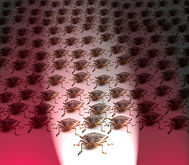 Image showing Army of Brown Stink Bugs