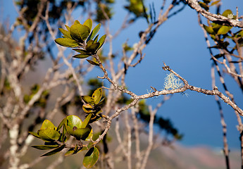 Image showing Leaves frame Na Pali Coast