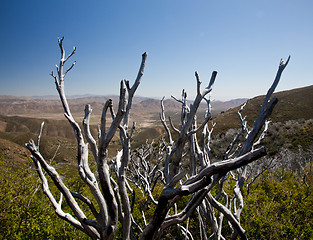 Image showing Dead twigs frame Anza Borrego State Park