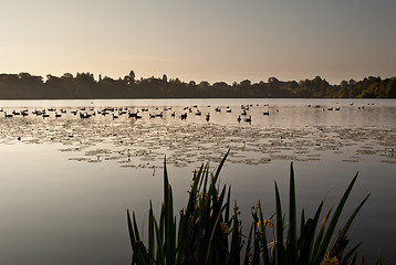 Image showing Ducks on Ellesmere Lake in sunrise light