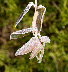 Image showing Sunlight on frosted leaves