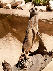 Image showing Meerkat standing on log