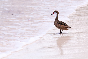 Image showing Bahama duck on sandy beach