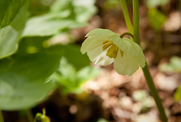 Image showing White trillium in forest