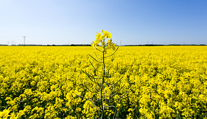 Image showing Oilseed rape blossoms