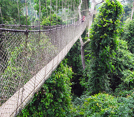 Image showing Aerial walkway at Kakum in Ghana