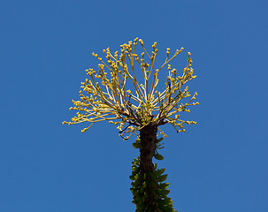 Image showing Bright yellow flowers of Ocotillo cactus