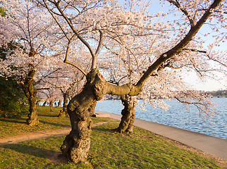 Image showing Cherry Blossom Trees by Tidal Basin