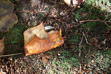 Image showing Single leaf on old tree