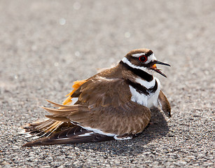 Image showing Killdeer bird warding off danger