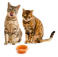 Image showing Pair of bengal cats one licking lips