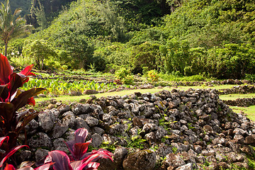 Image showing Terraced agriculture on Kauai