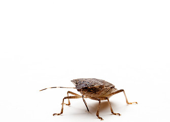 Image showing Brown Stink Bug