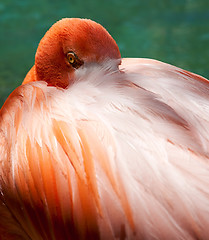 Image showing Eye of the Flamingo