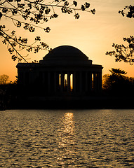 Image showing Cherry Blossom and Jefferson Memorial