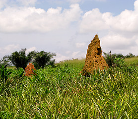 Image showing Termite Mound in Ghana West Africa