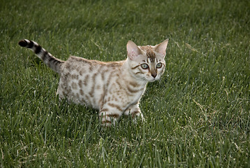 Image showing Small bengal kitten