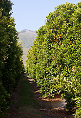 Image showing Oranges growing in orchard