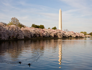 Image showing Cherry Blossom and Ducks
