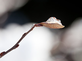 Image showing Frozen drop of water in small leaf